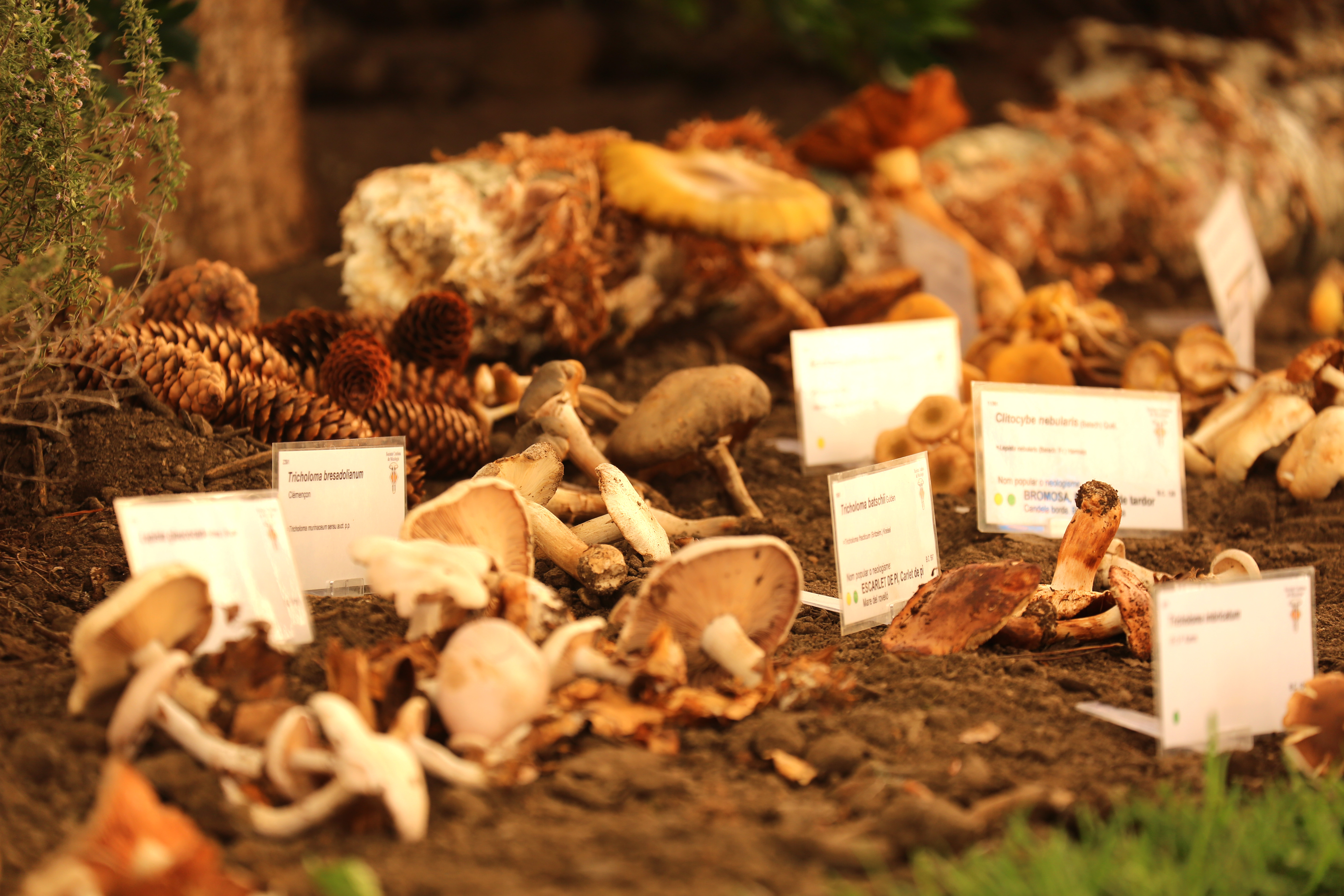 Festa del Bolet de Seva