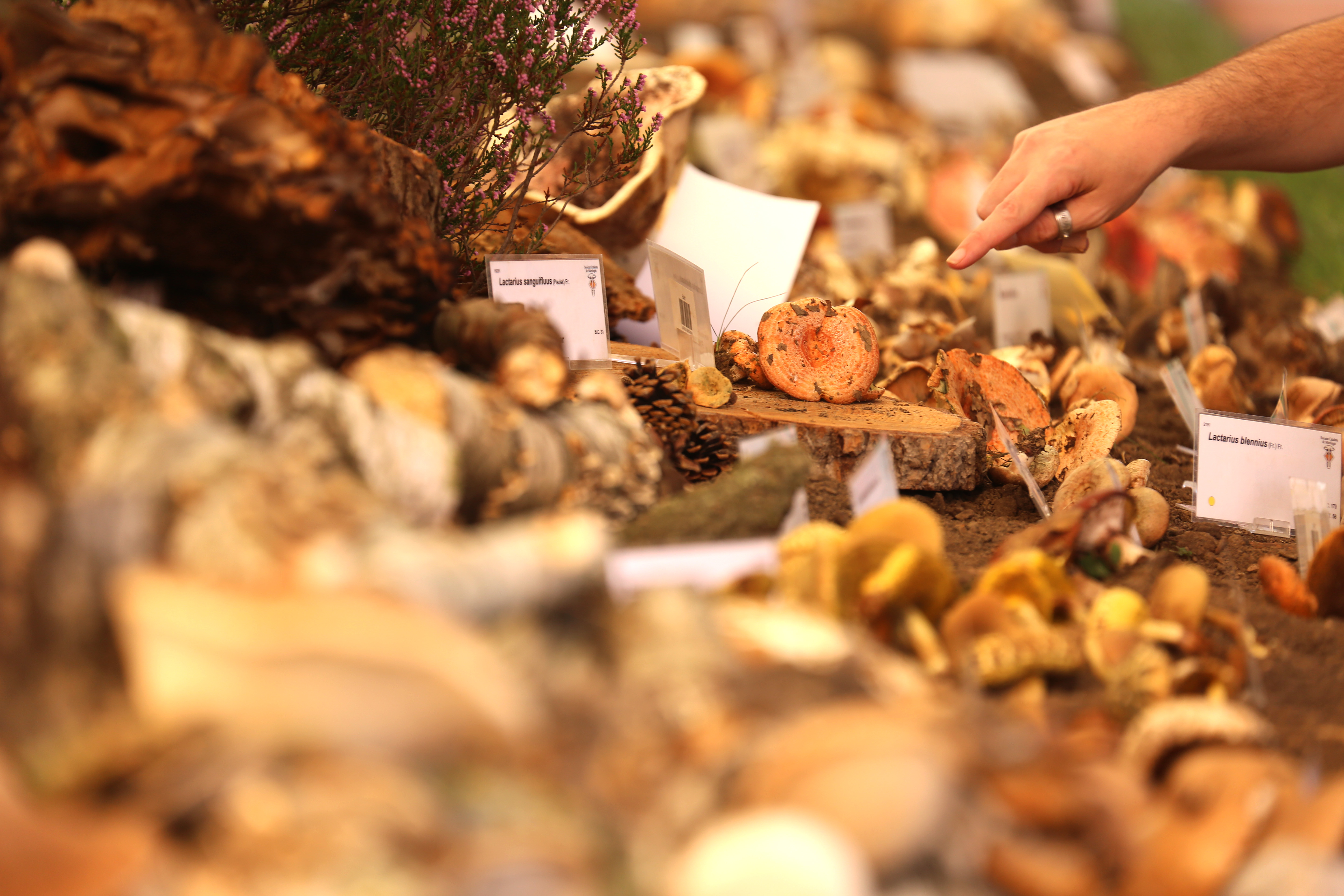 Festa del Bolet de Seva