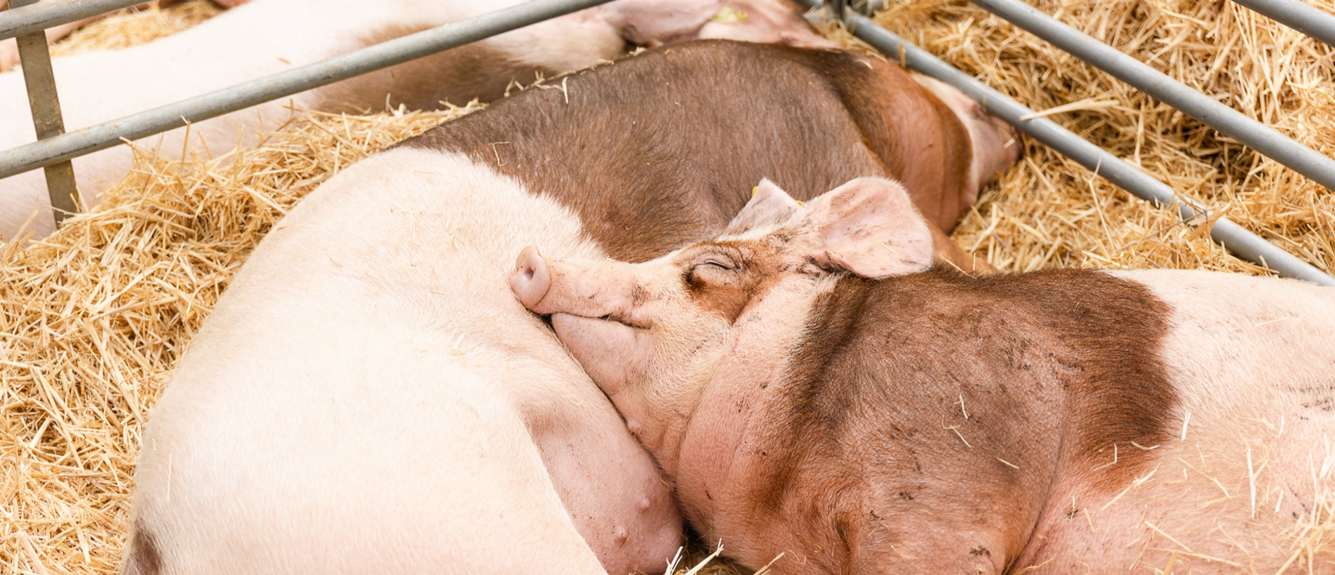 Mercat del Ram de Vic