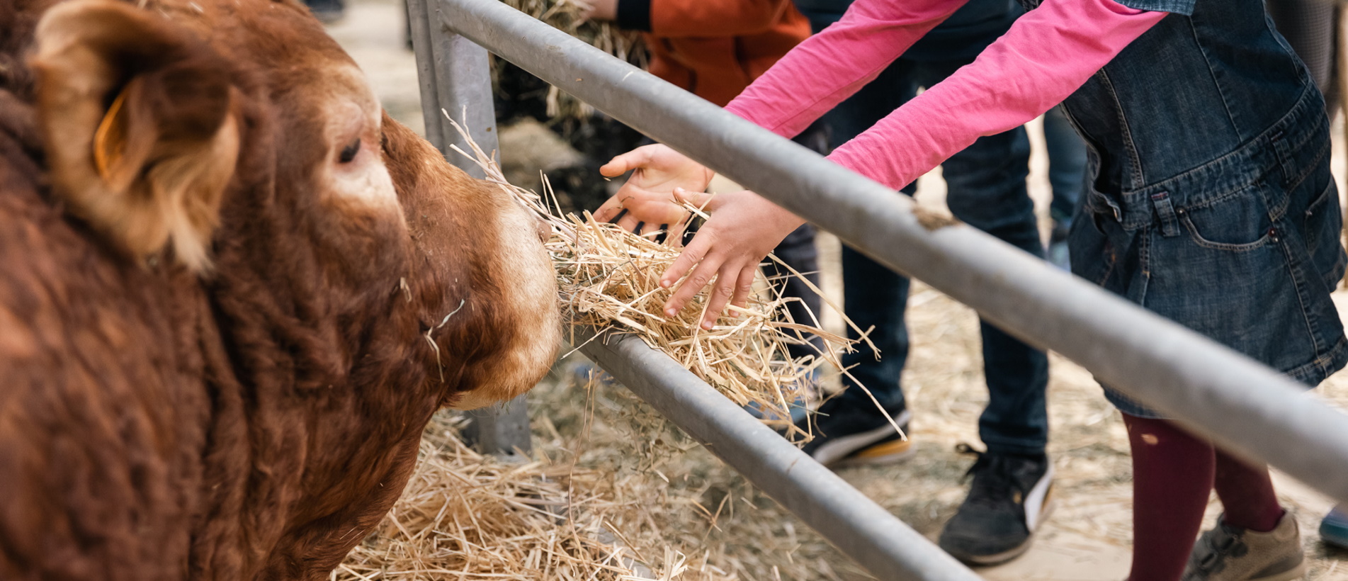 Mercat del Ram de Vic