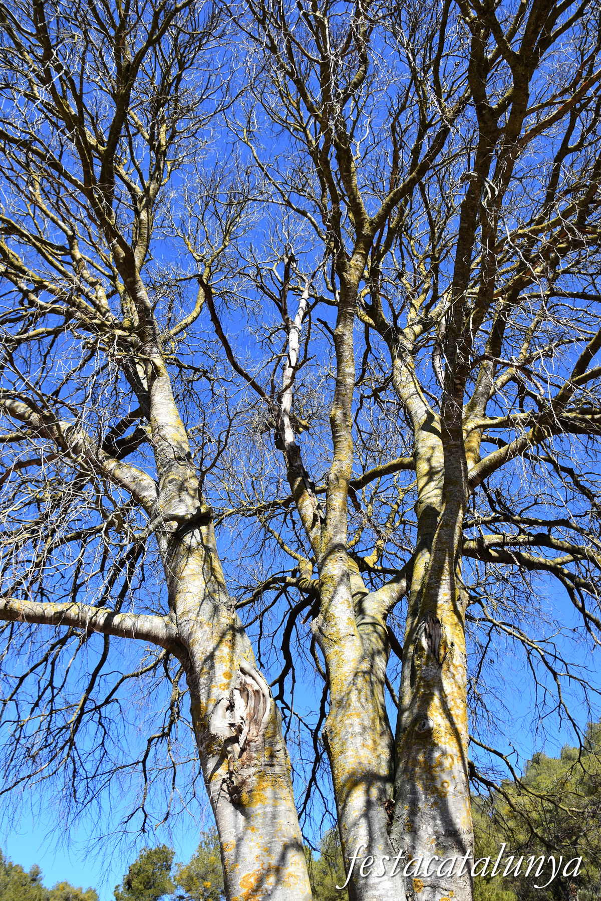 Fulleda - Font de les Ventoses 