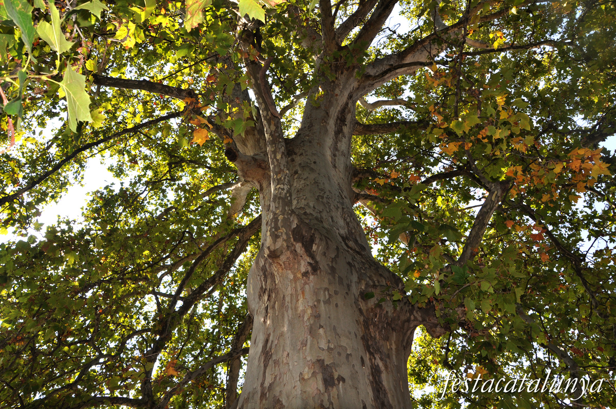 Vila-sana - Plataner Monumental 