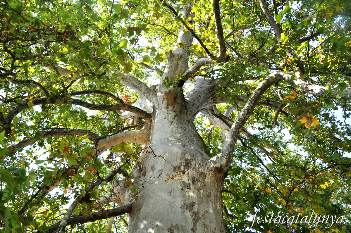 Vila-sana - Plataner Monumental 