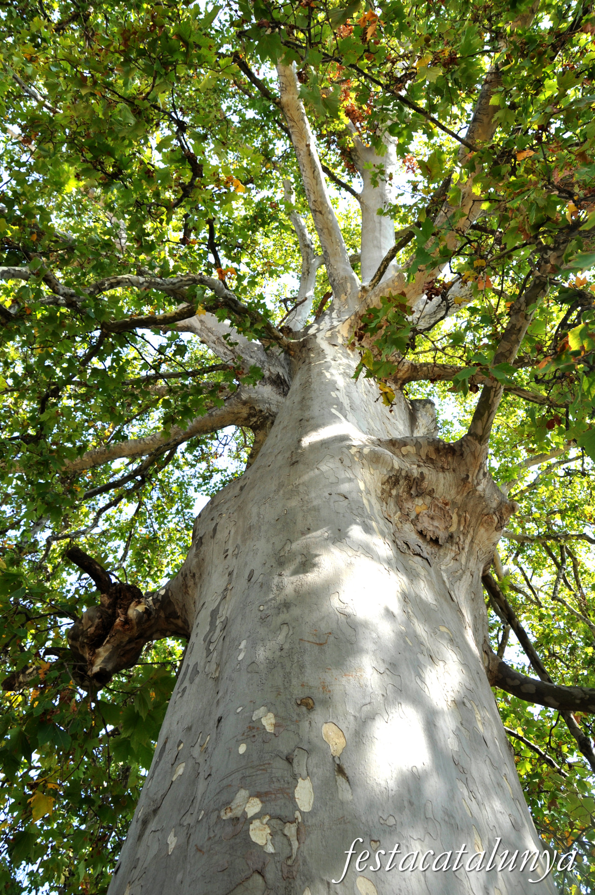 Vila-sana - Plataner Monumental 