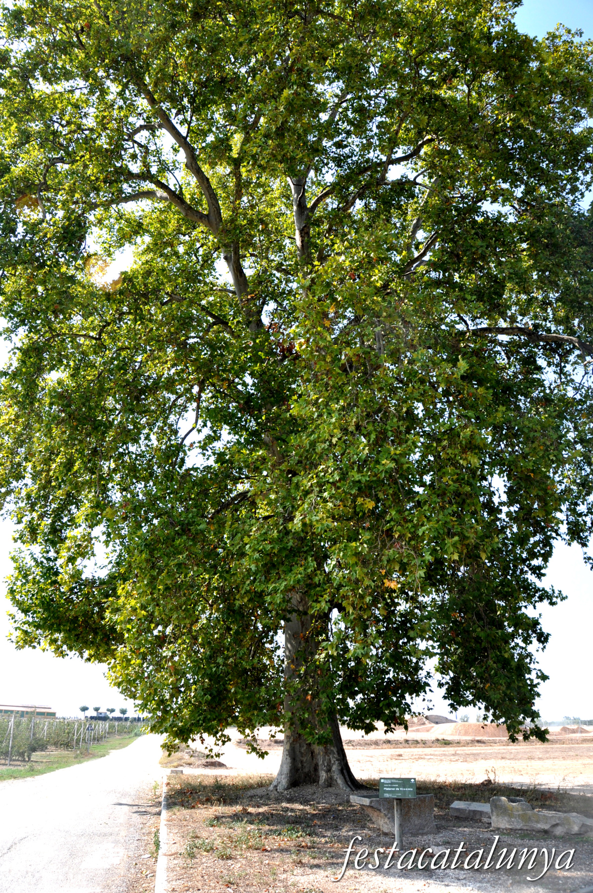Vila-sana - Plataner Monumental