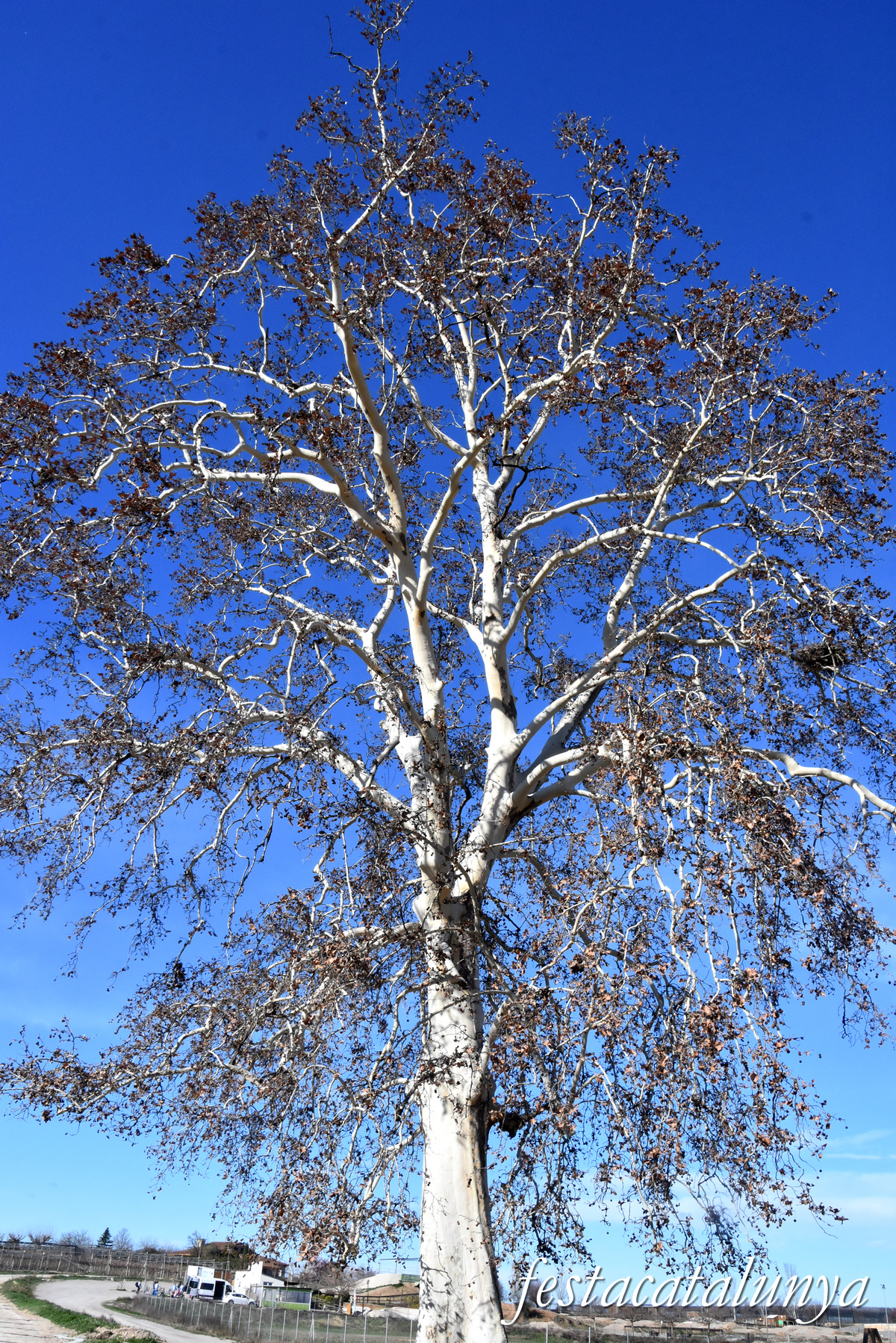 Vila-sana - Plataner Monumental 