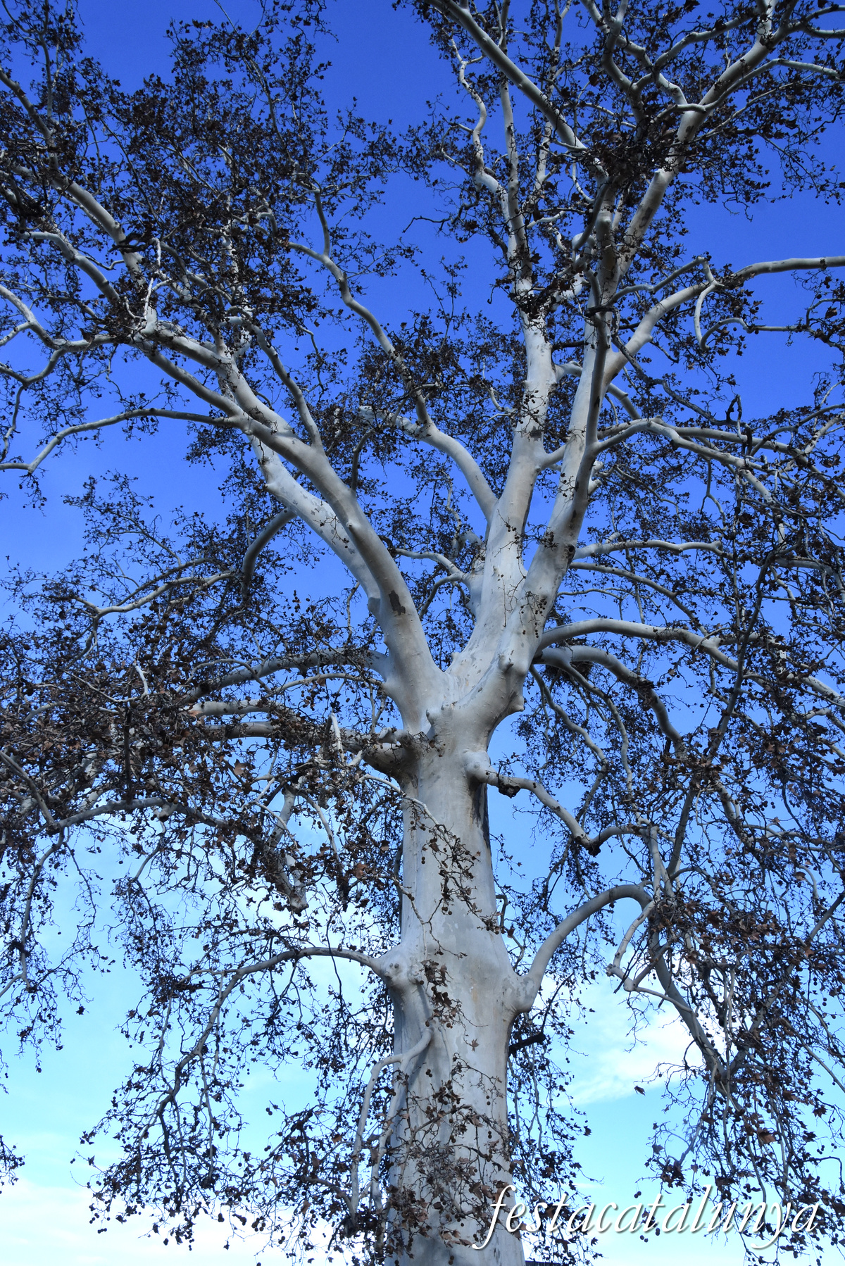 Vila-sana - Plataner Monumental