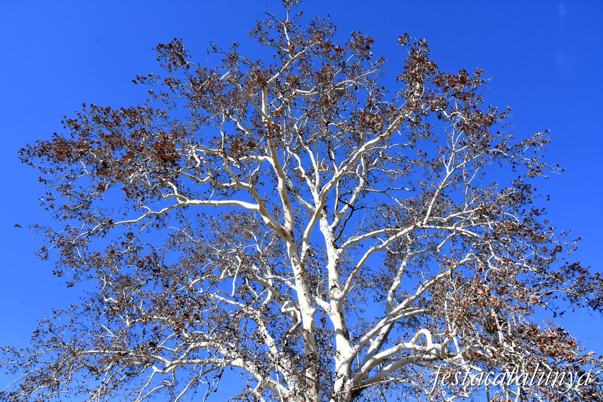 Vila-sana - Plataner Monumental 