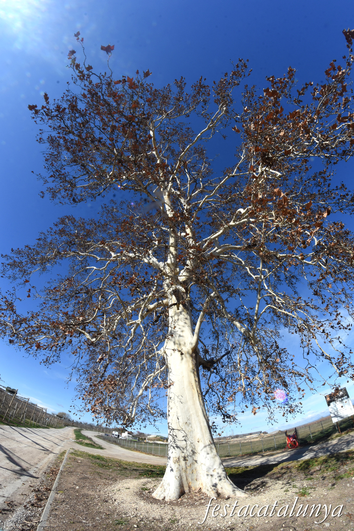 Vila-sana - Plataner Monumental