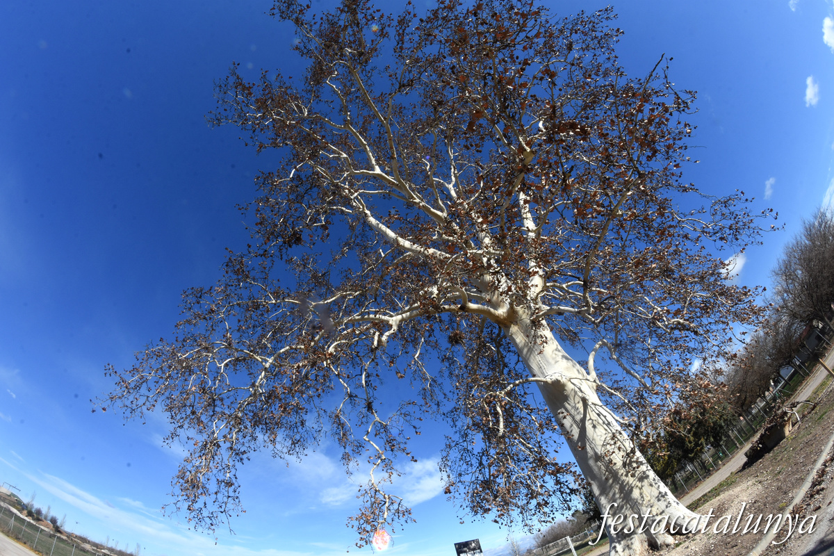 Vila-sana - Plataner Monumental 