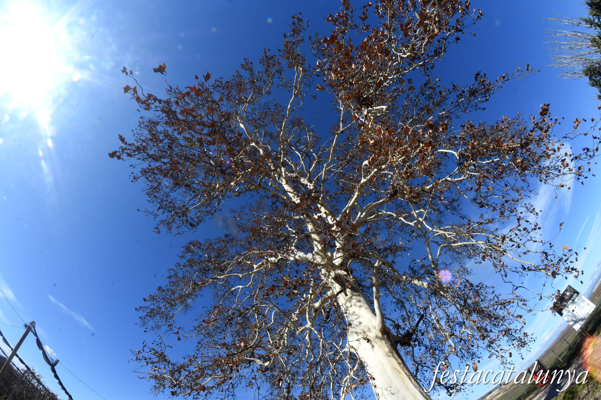 Vila-sana - Plataner Monumental