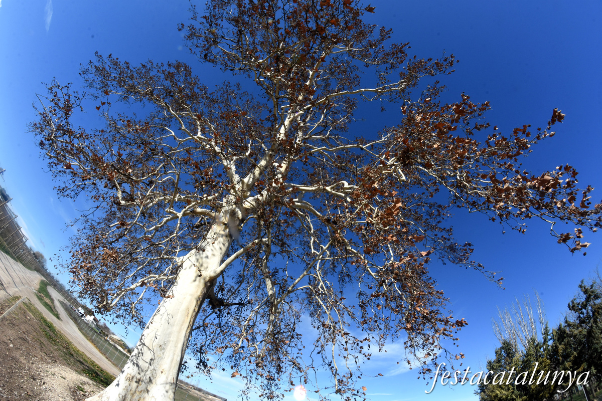 Vila-sana - Plataner Monumental 