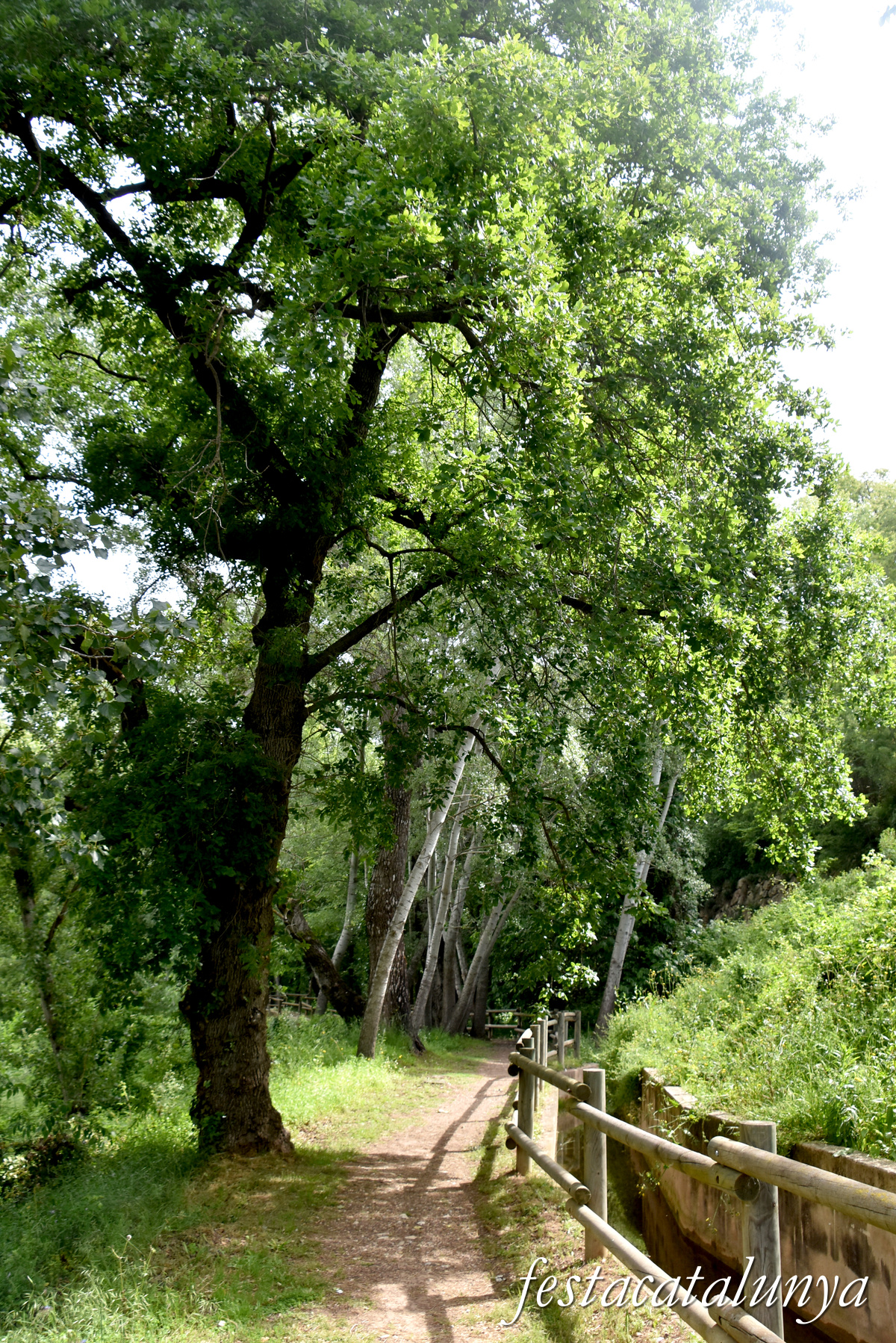 Aiguamúrcia - Albereda de Santes Creus 