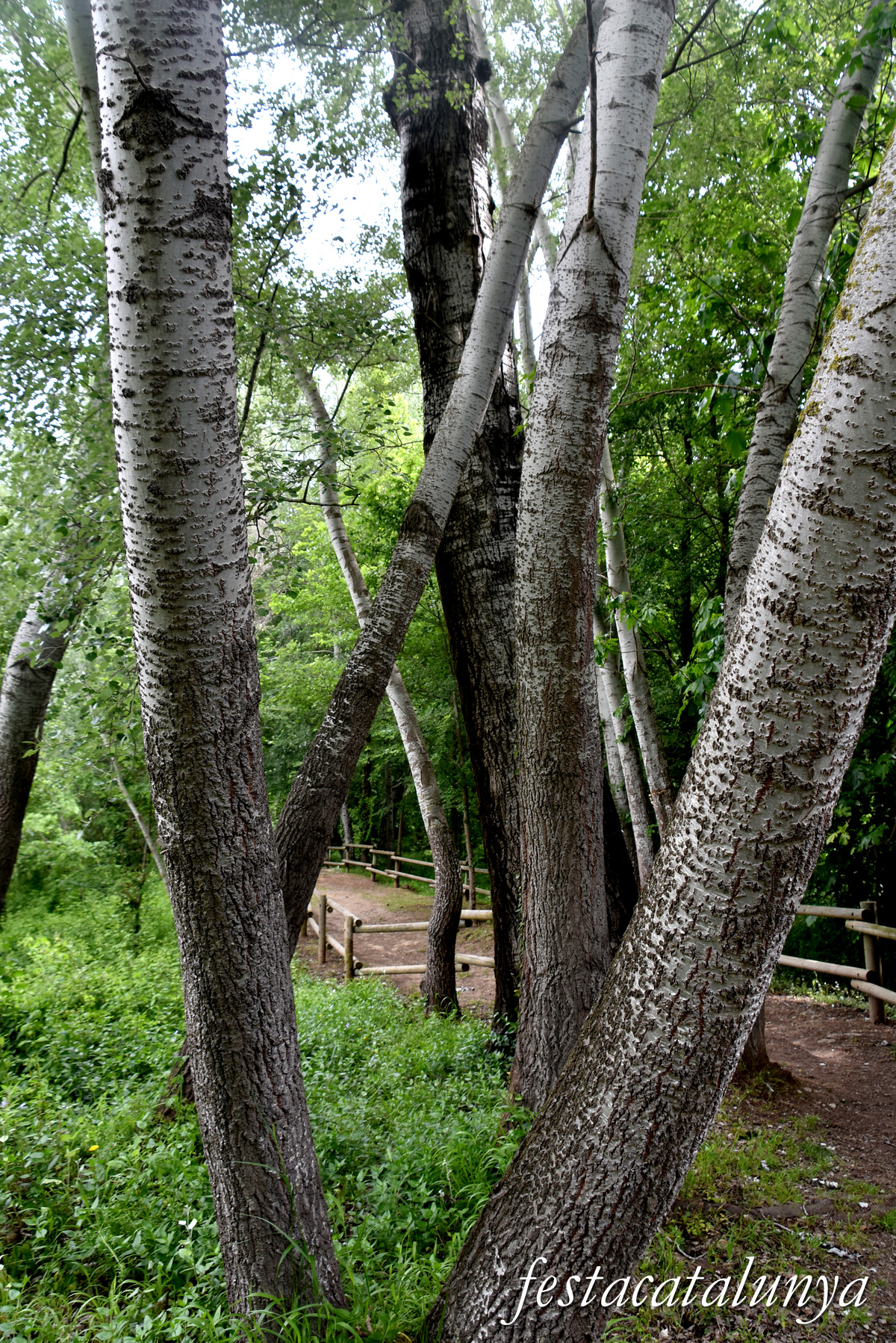Aiguamúrcia - Albereda de Santes Creus 