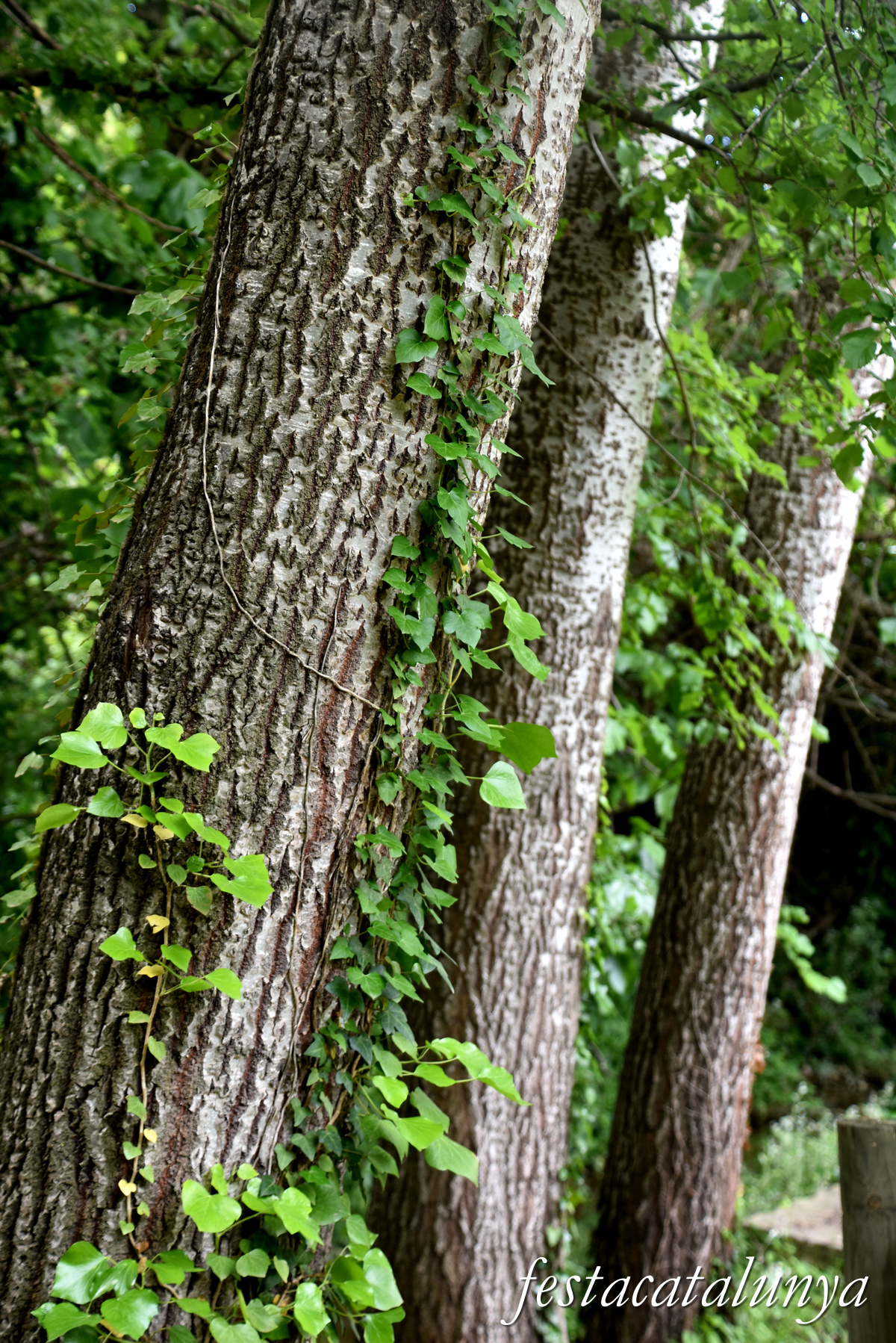 Aiguamúrcia - Albereda de Santes Creus 