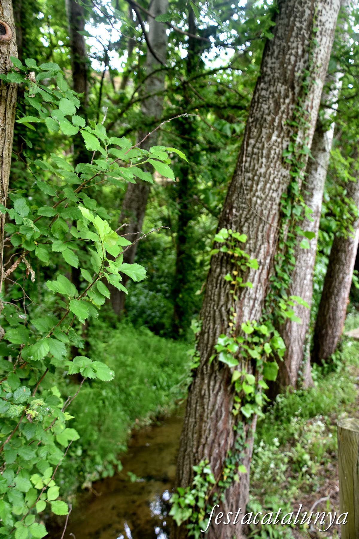 Aiguamúrcia - Albereda de Santes Creus 