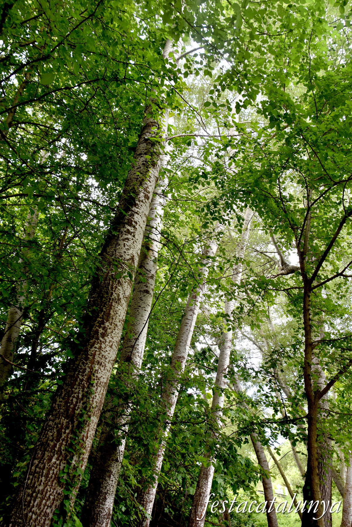 Aiguamúrcia - Albereda de Santes Creus 
