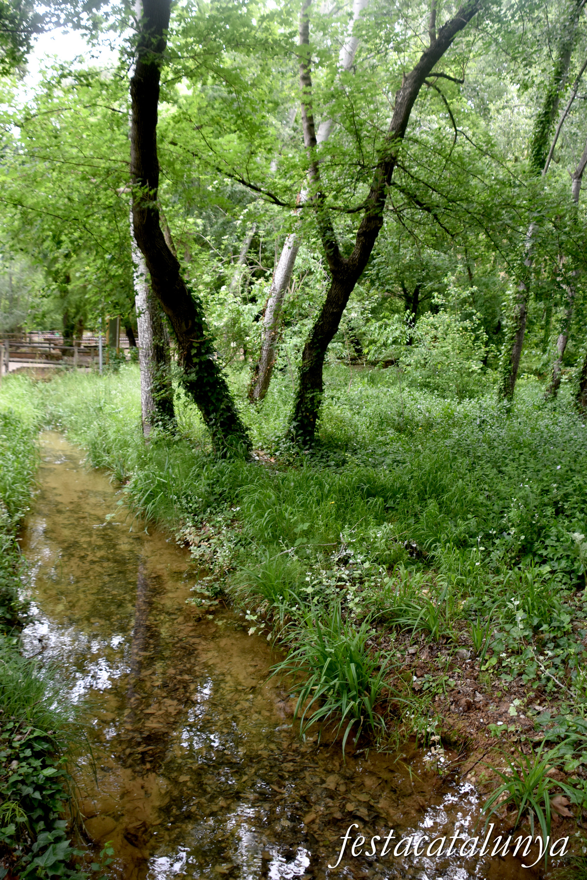 Aiguamúrcia - Albereda de Santes Creus 
