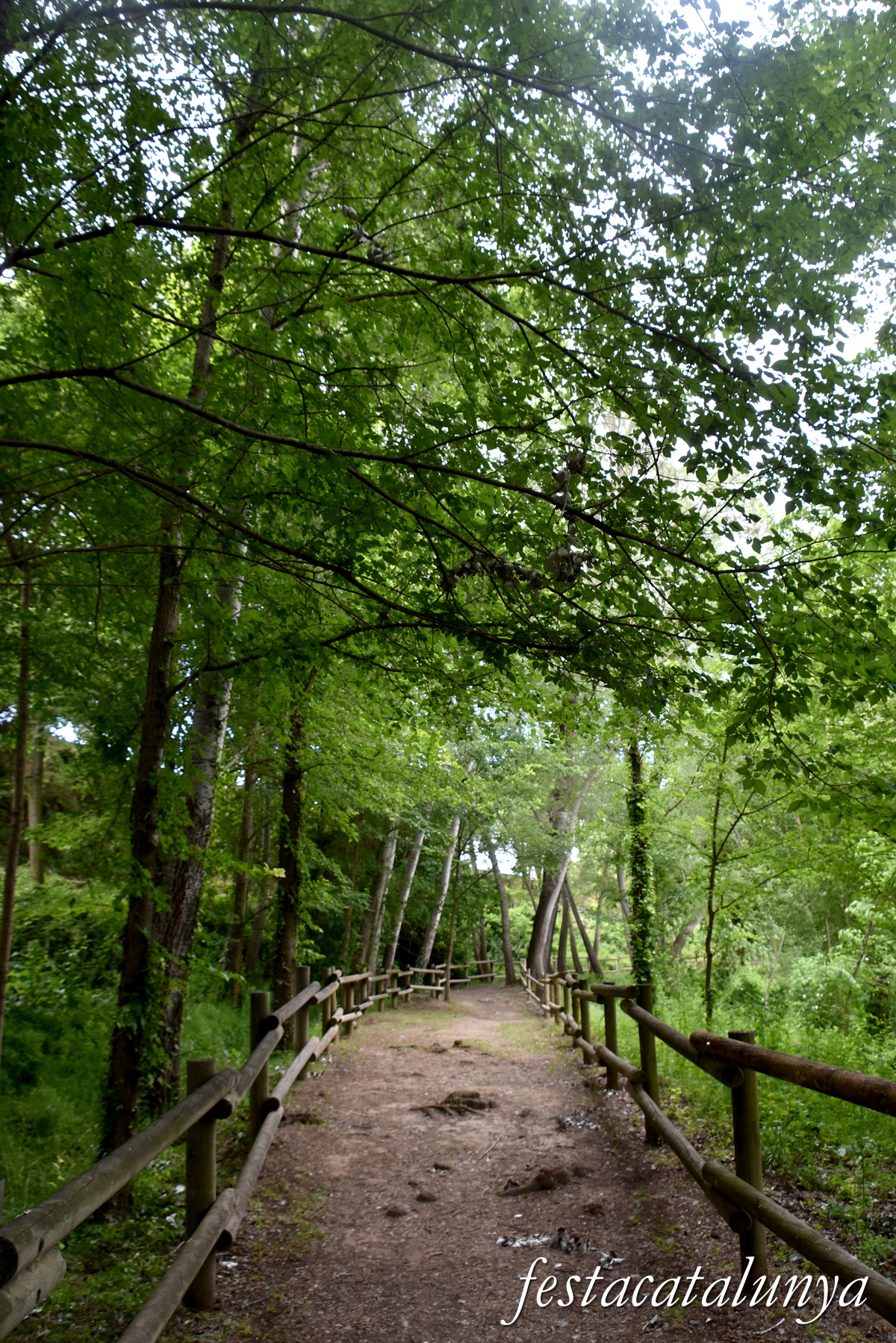Aiguamúrcia - Albereda de Santes Creus