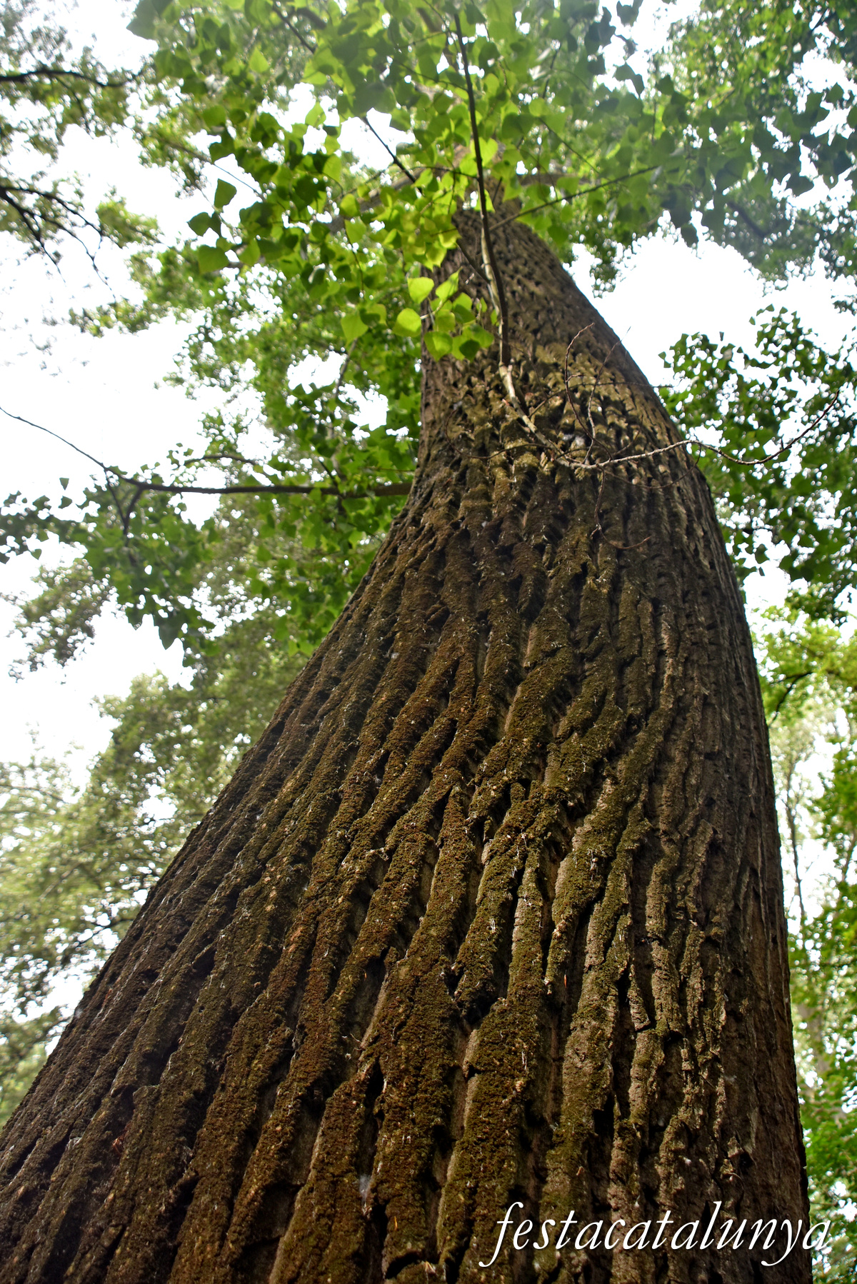 Aiguamúrcia - Albereda de Santes Creus 