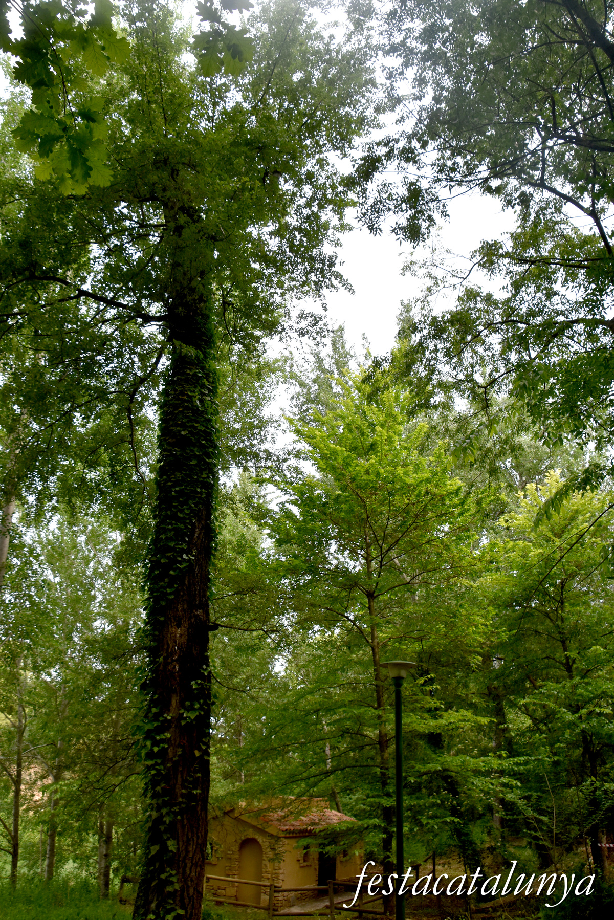 Aiguamúrcia - Albereda de Santes Creus 