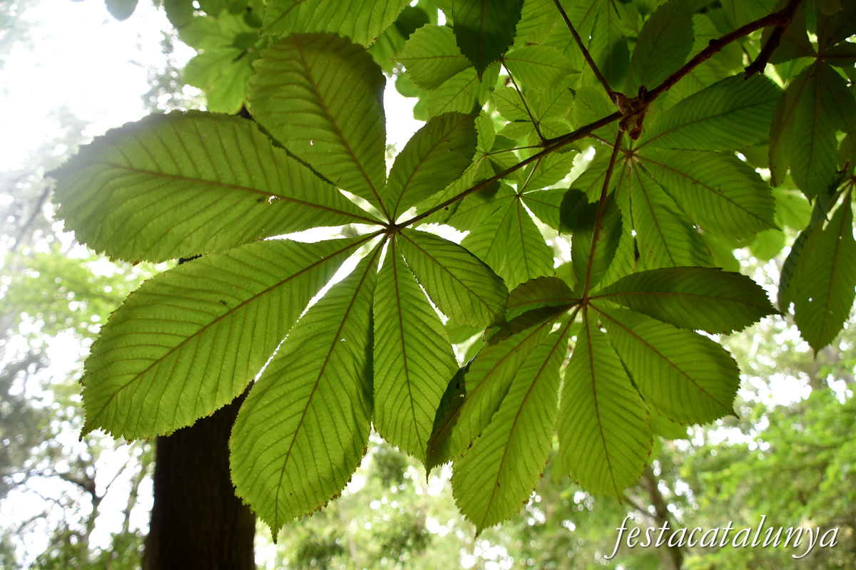 Aiguamúrcia - Albereda de Santes Creus 
