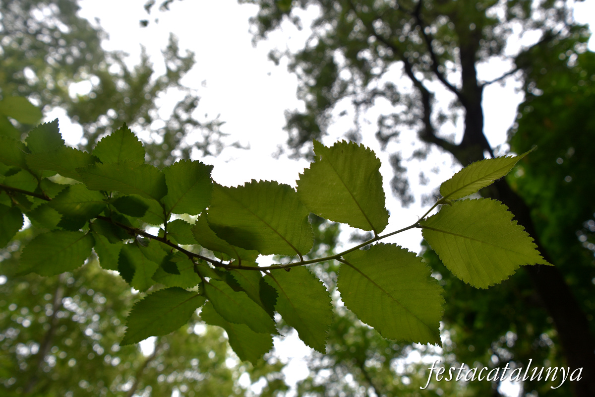 Aiguamúrcia - Albereda de Santes Creus 