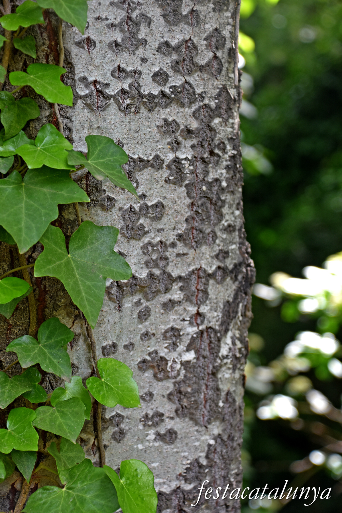Aiguamúrcia - Albereda de Santes Creus 