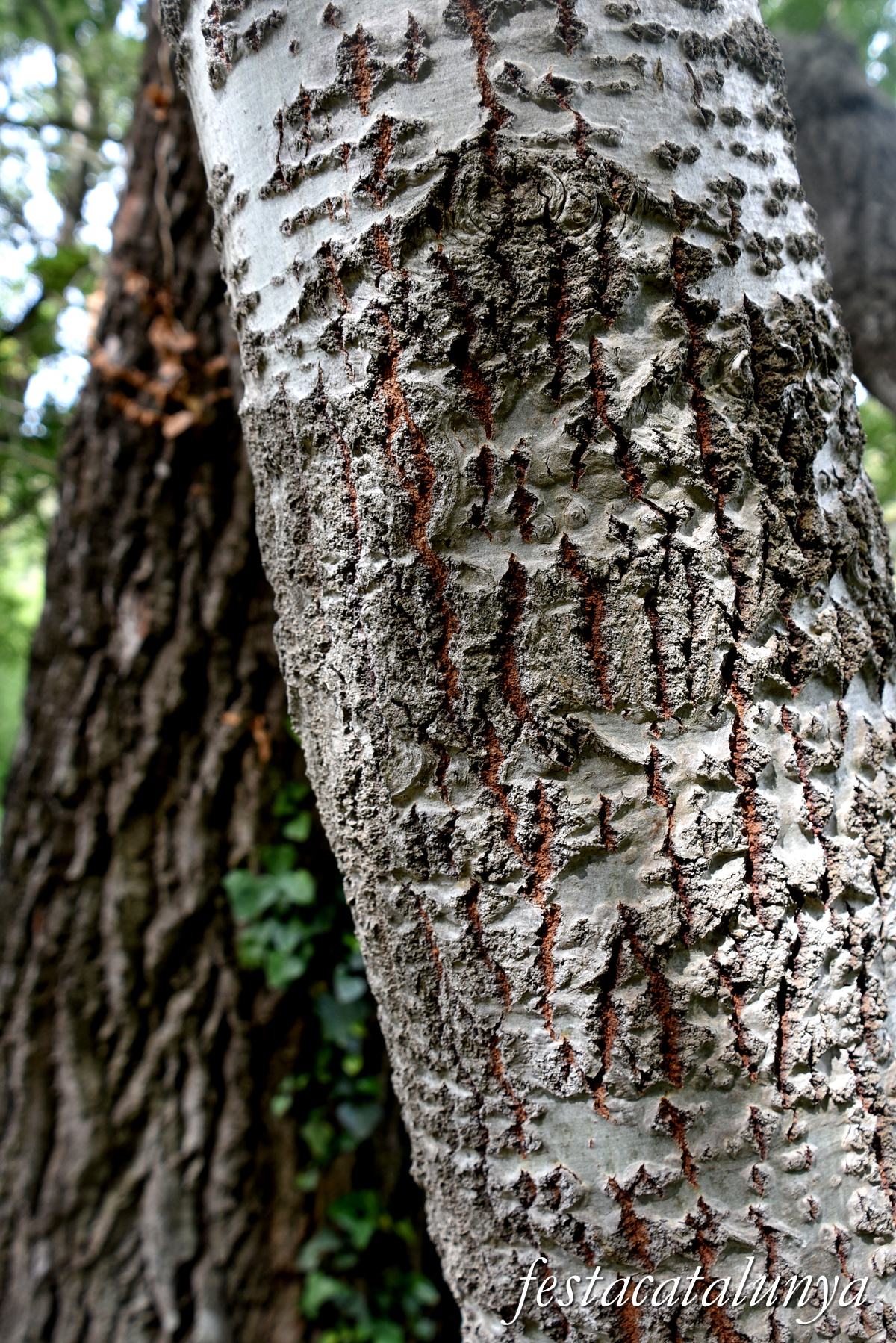 Aiguamúrcia - Albereda de Santes Creus 