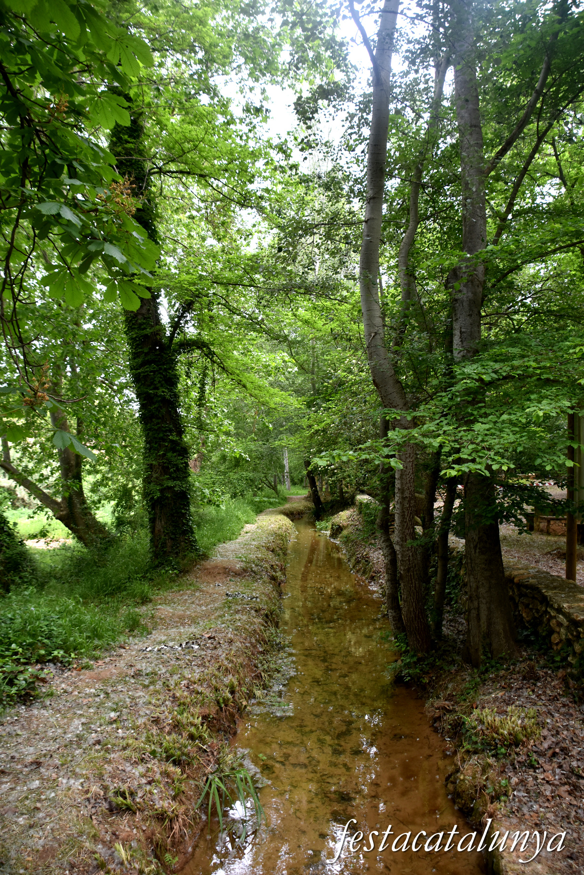 Aiguamúrcia - Albereda de Santes Creus 