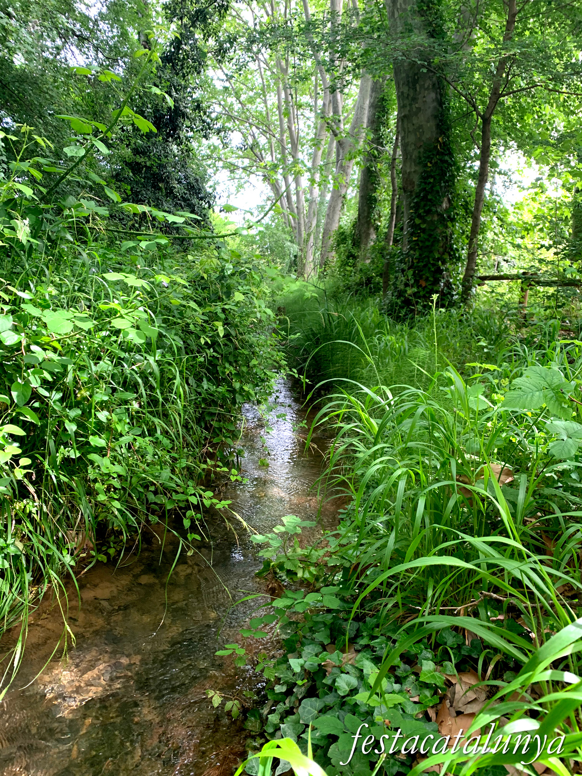 Aiguamúrcia - Albereda de Santes Creus