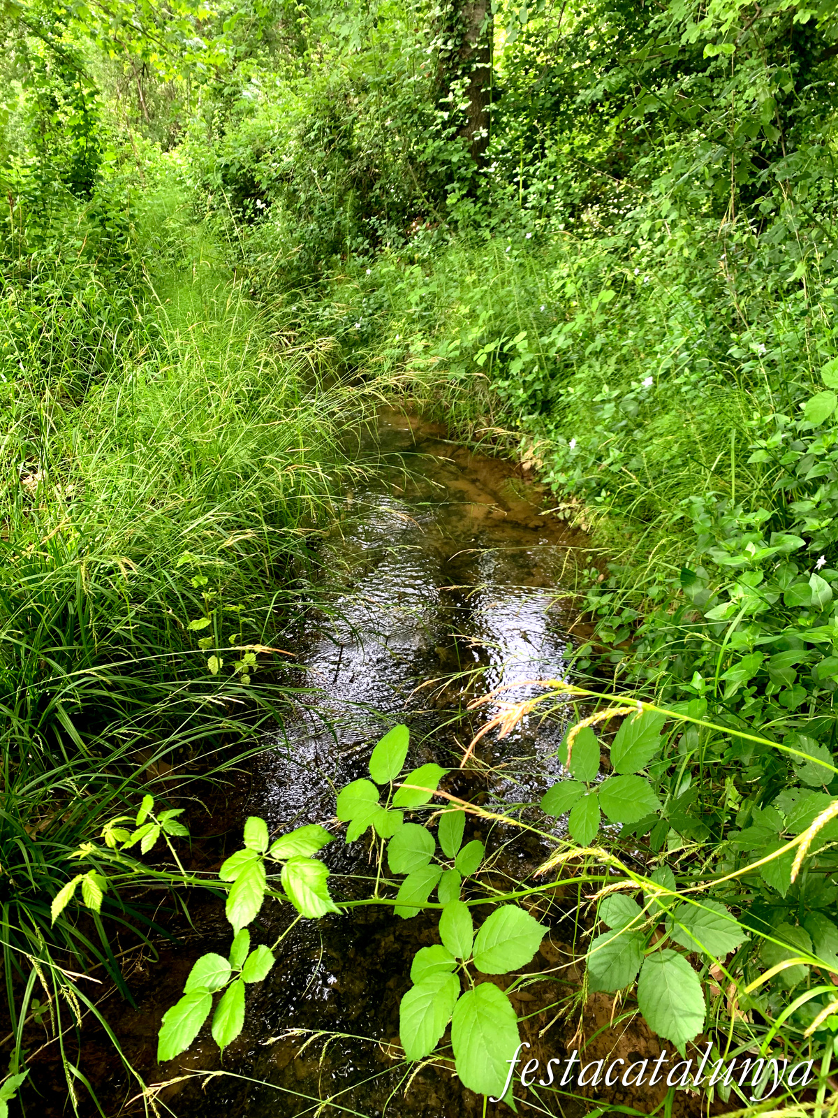 Aiguamúrcia - Albereda de Santes Creus