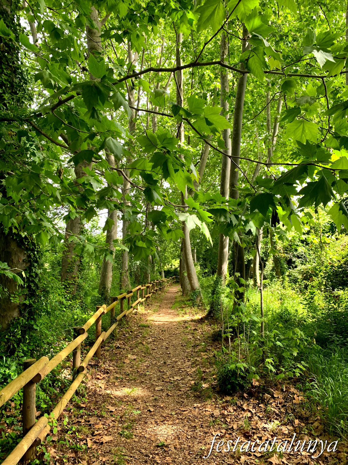 Aiguamúrcia - Albereda de Santes Creus 