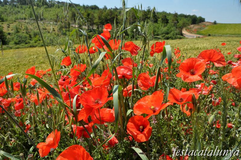 Espai rural protegit de Gallecs de Mollet del Vallès ***
