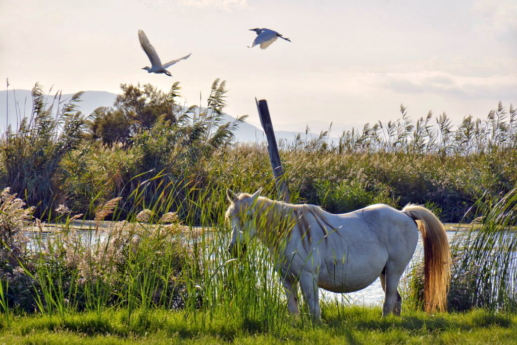 Illa de Buda a Sant Jaume d'Enveja ***