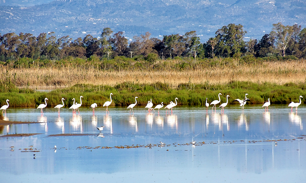 Sant Jaume d'Enveja - Finca del Violí (Foto: Turisme de Sant Jaume)