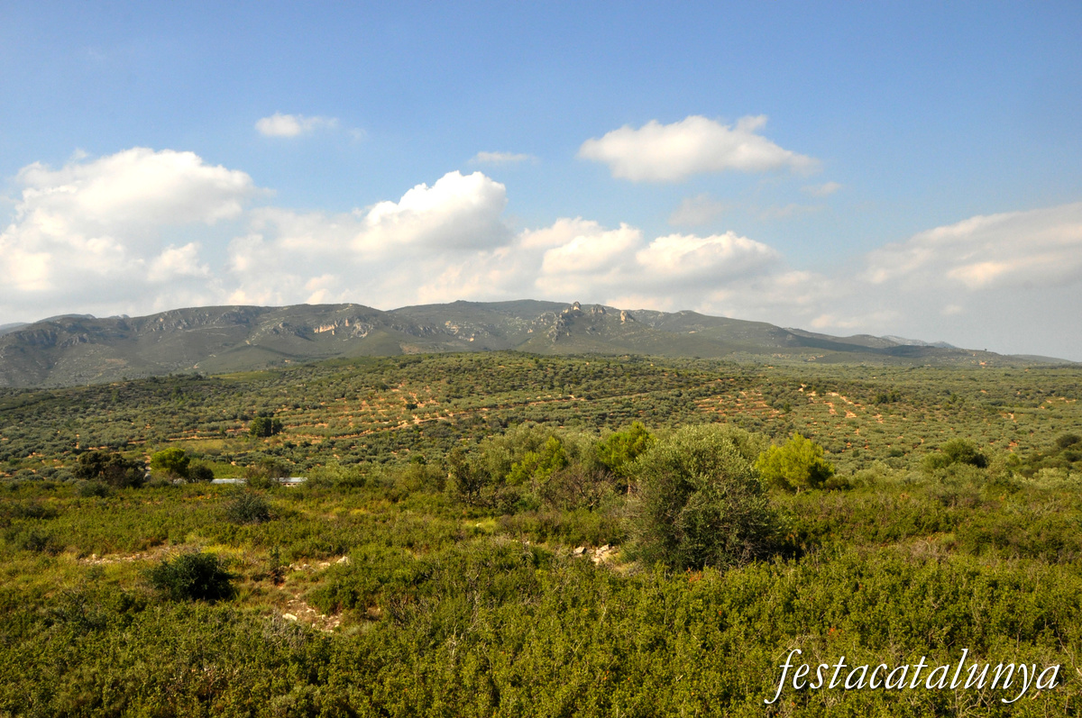 La Sénia - Oliveres mil·lenàries