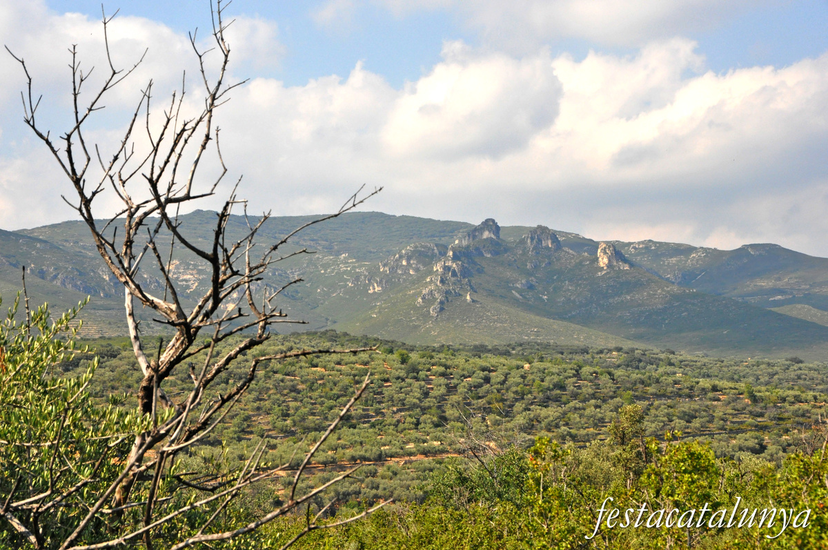 La Sénia - Oliveres mil·lenàries