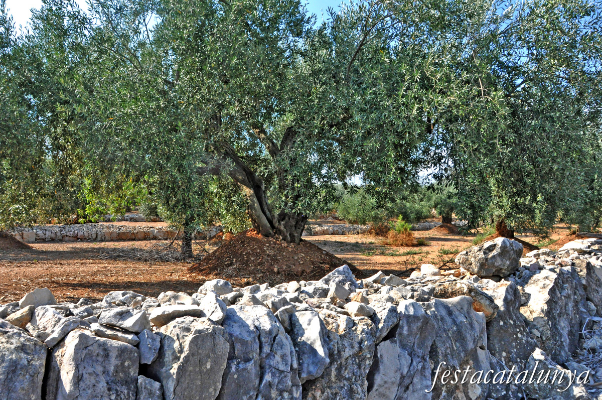 La Sénia - Oliveres mil·lenàries