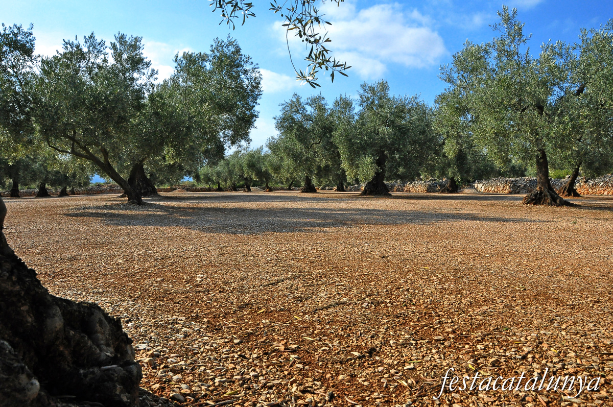 La Sénia - Oliveres mil·lenàries