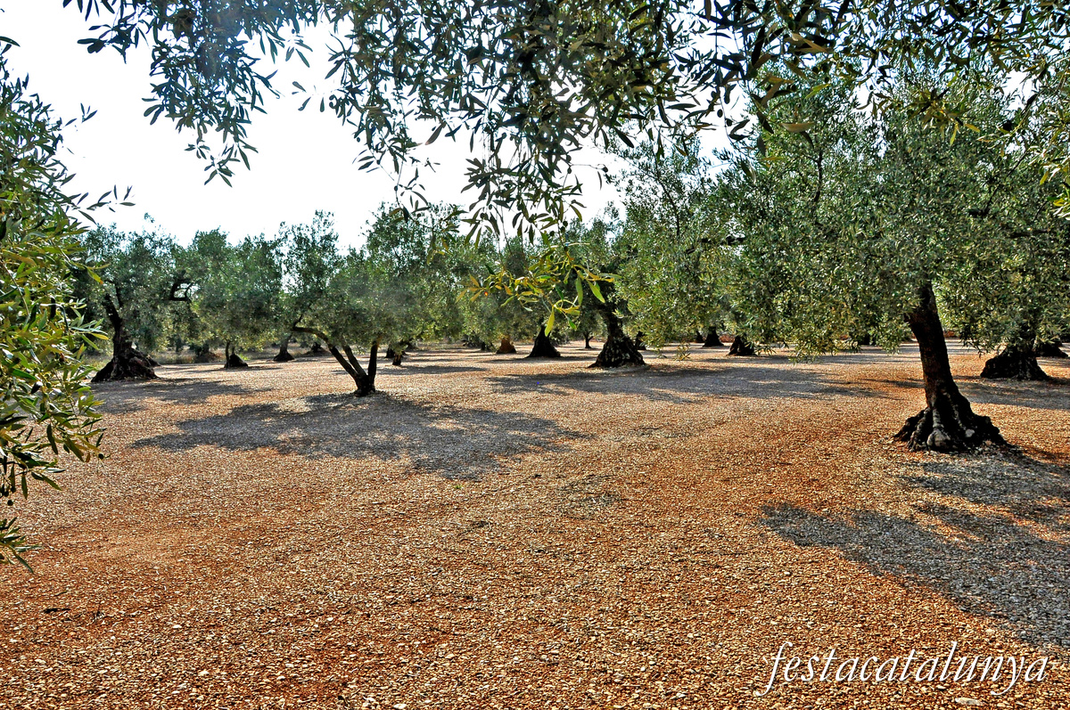 La Sénia - Oliveres mil·lenàries 