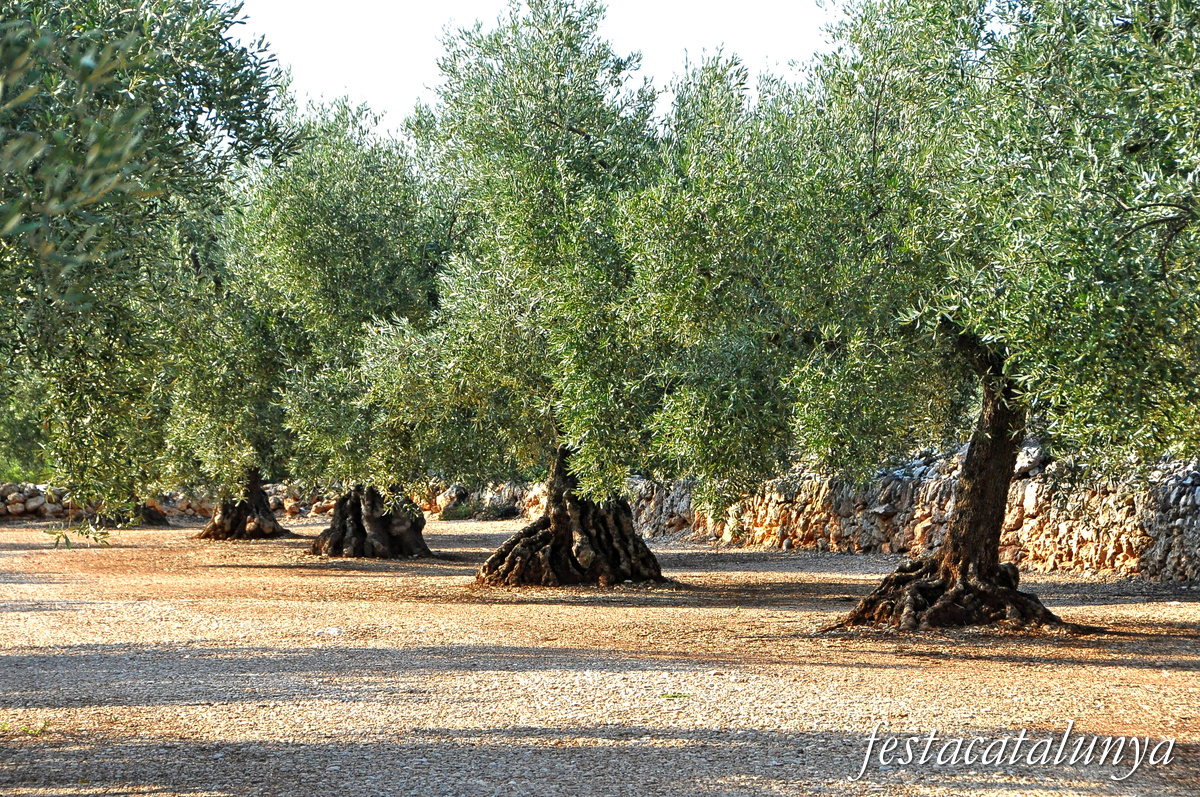 La Sénia - Oliveres mil·lenàries
