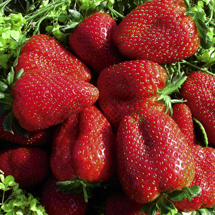 Diada Màgica de la Maduixa a Sant Iscle de Vallalta