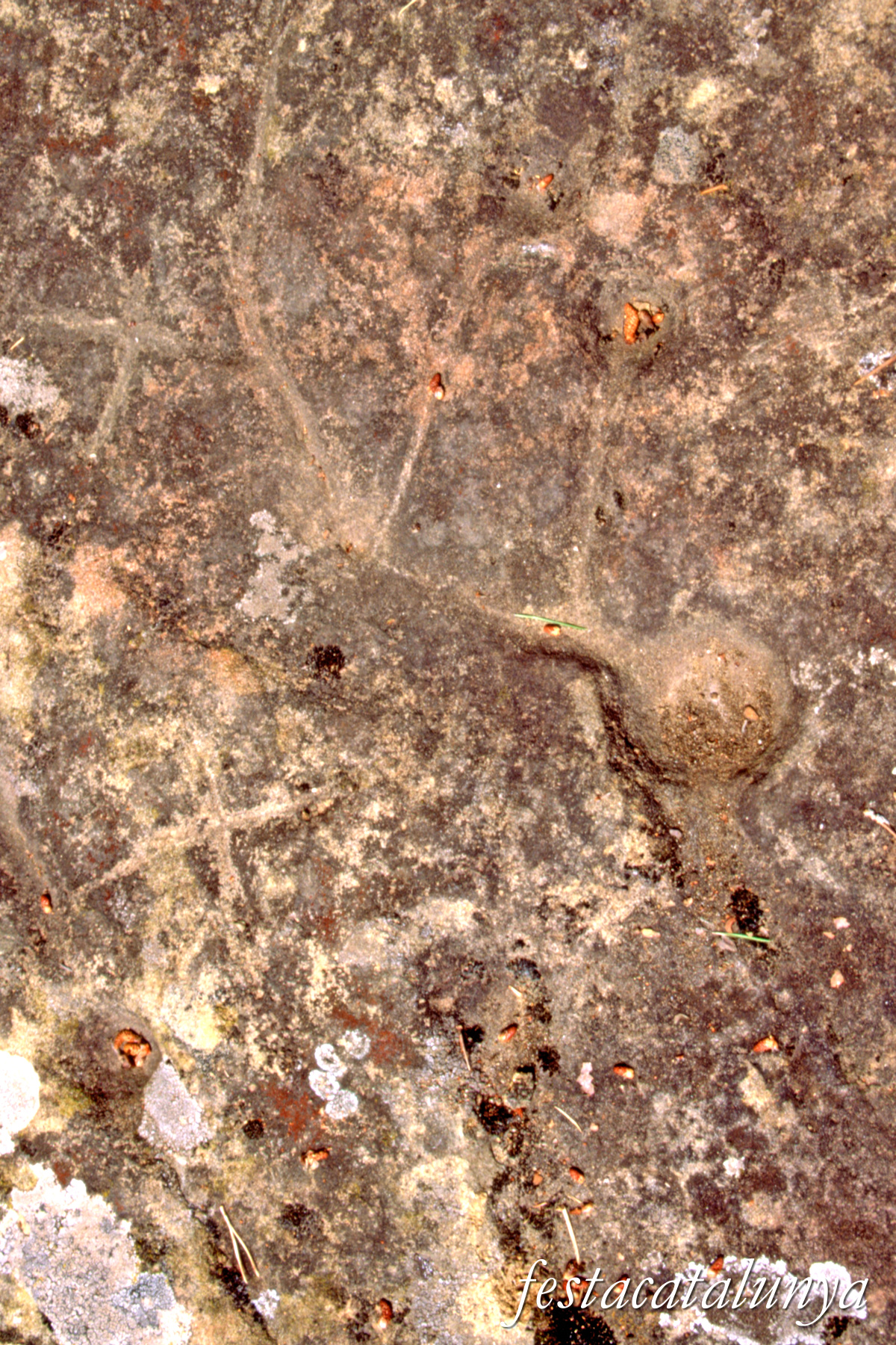 Sant Julià de Vilatorta - Roc del Bolet de Vilalleons