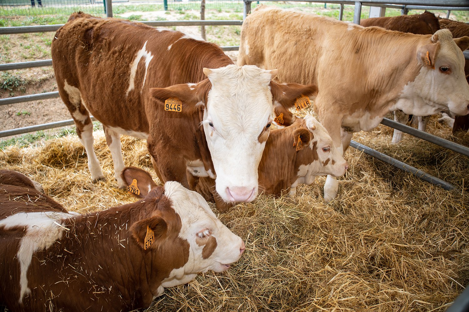 Fira de Sant Isidre de Solsona