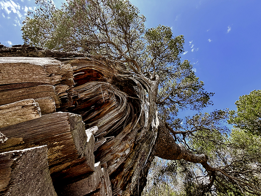 Pi centenari de la Muga a Bellvei