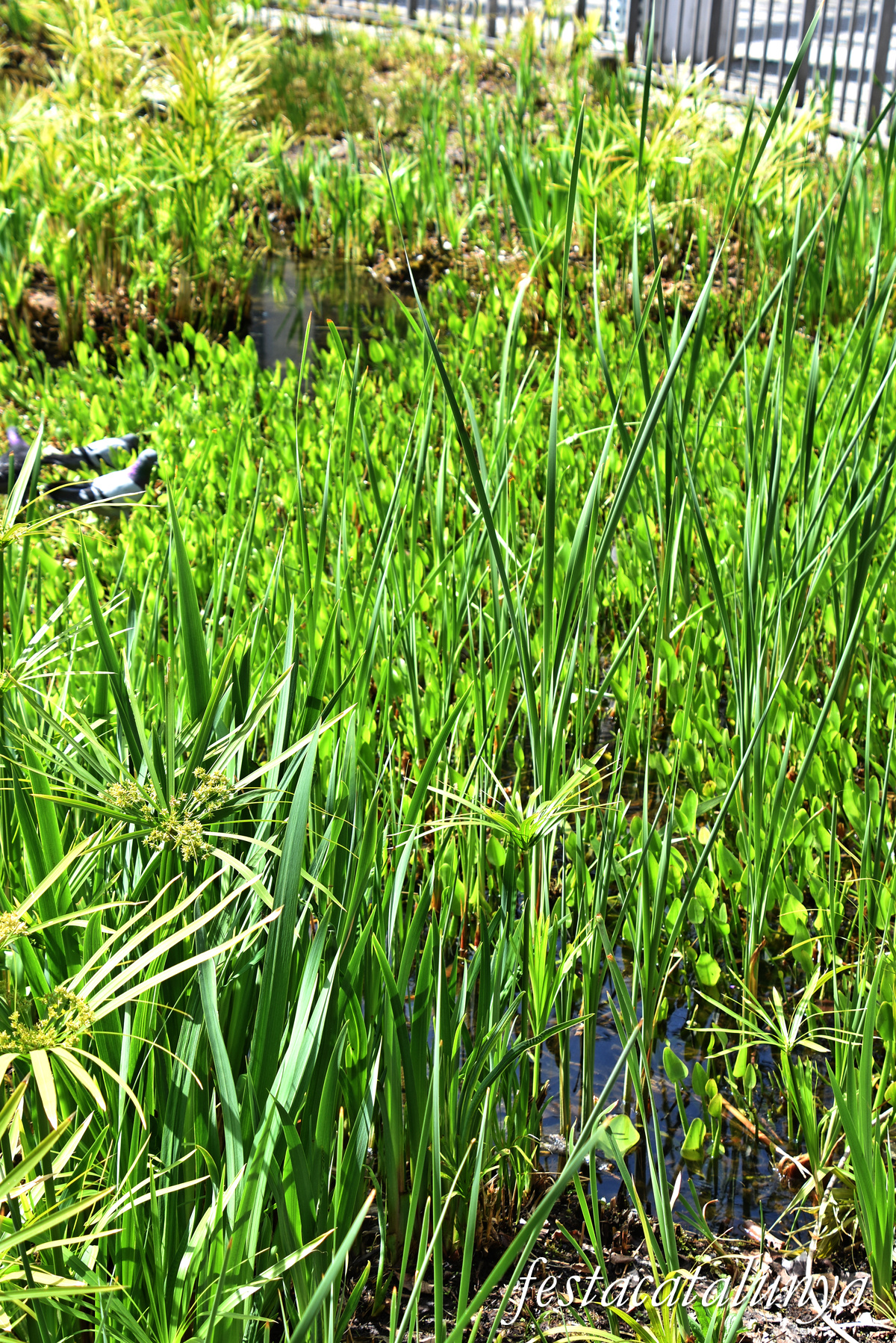 Mollet del Vallès - Parc de la Plana Lledó