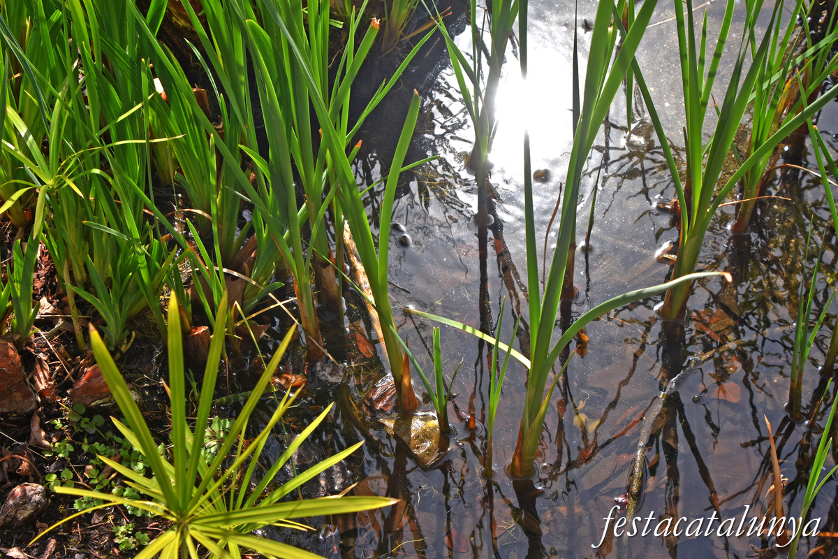 Mollet del Vallès - Parc de la Plana Lledó