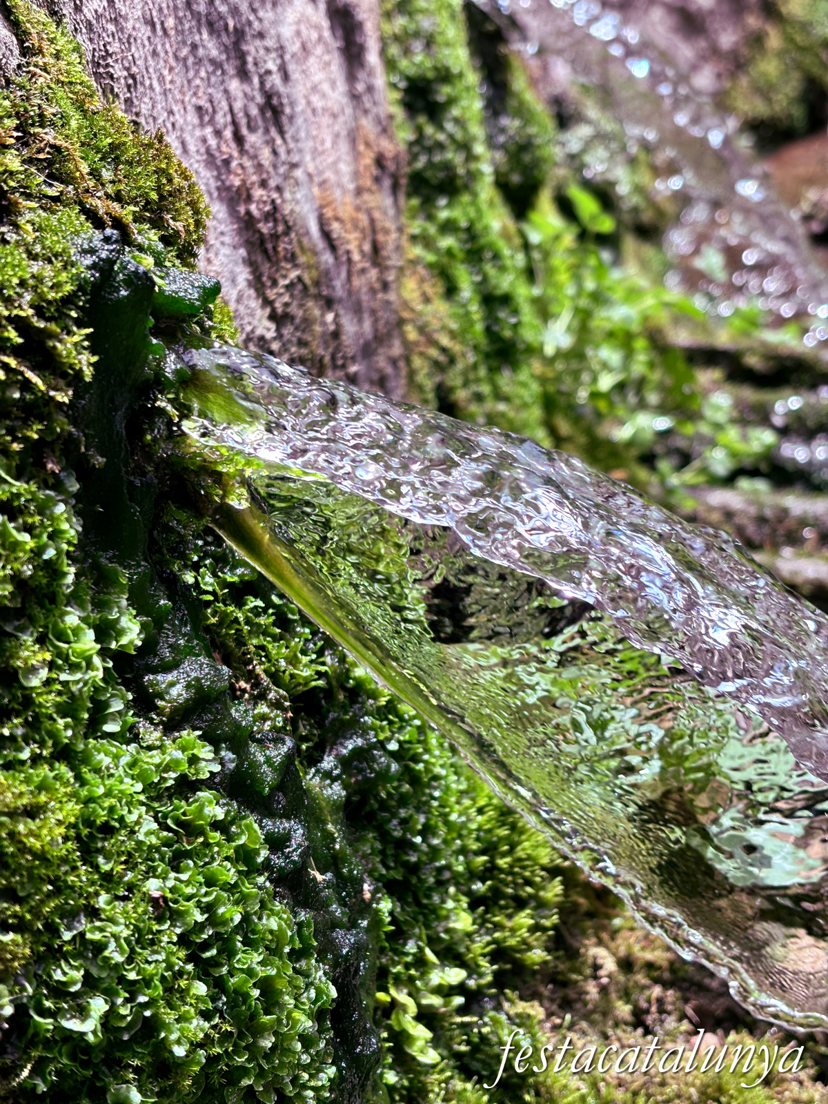 Sant Joan de les Abadesses - Jardins de la Puda, Font d'en Roca i antics safareigs