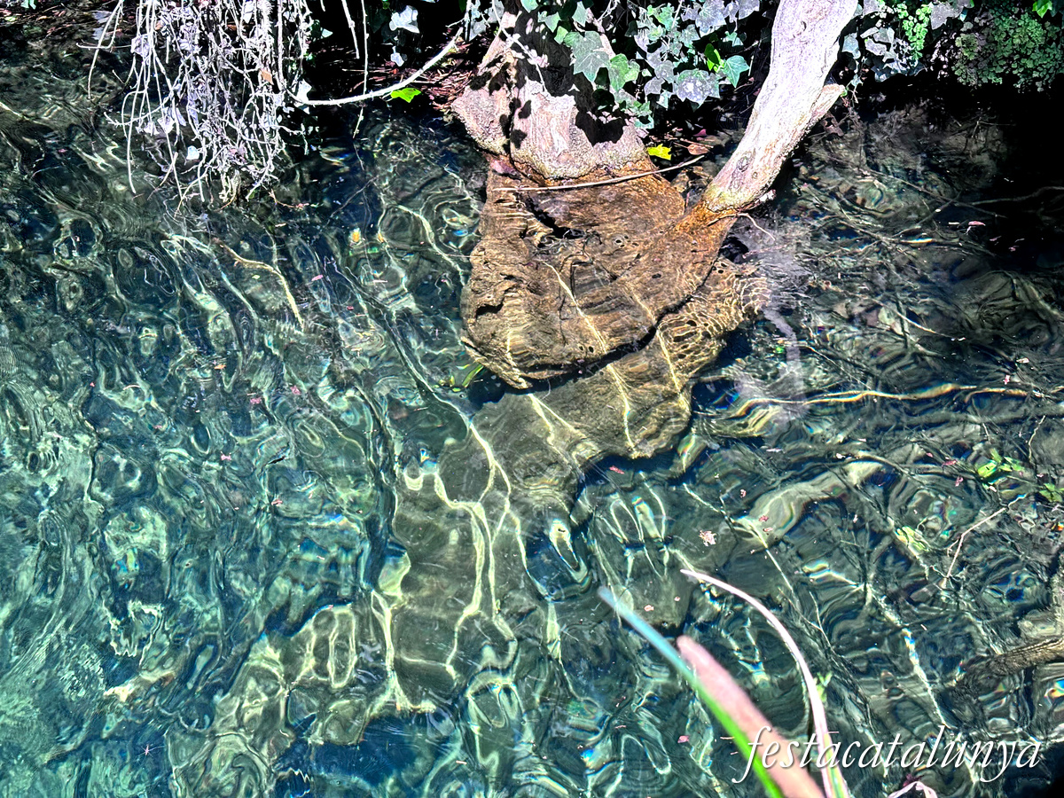 Les Planes d'Hostoles - Gorgues 